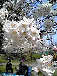 桜咲く 2010/04/07 17:15:01