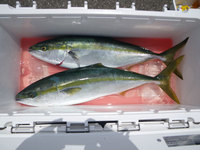 17th　狙った奴が獲れました。