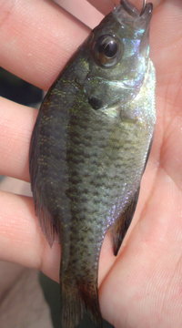 琵琶湖釣行
