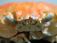 蟹蟹蟹 2008/11/26 02:13:26