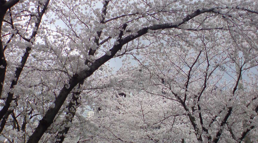 花は桜君は美し