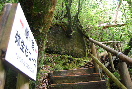 屋久島 白谷雲水峡 トレッキング