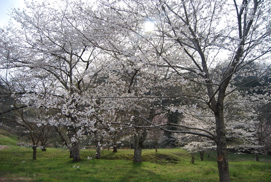 カントリーパーク大川 キャンプ