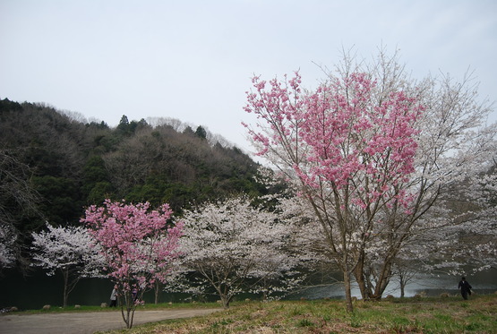 カントリーパーク大川 キャンプ