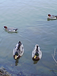 県立有馬富士公園＊福島大池