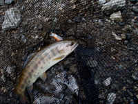 超〜久々の釣りデシタ 2009/03/11 13:15:34