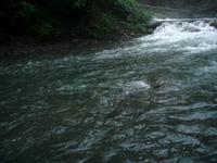 6/29（Sun)　　小管川 2008/07/01 21:33:17