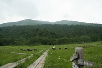 　＊　尾瀬で幕営　　　霧の朝　　＊