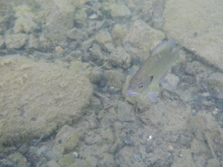［琵琶湖］釣行記にしなかった釣行
