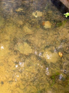 ★［野池］おかっぱり・5/19・悪だくみ釣行 in 愛媛