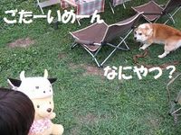 こたろうクンと一緒
