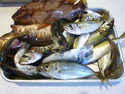 久々の釣行