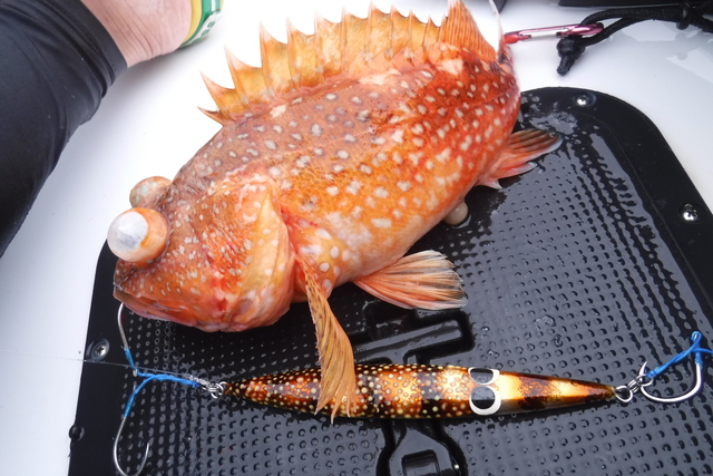 ～148浮遊目～