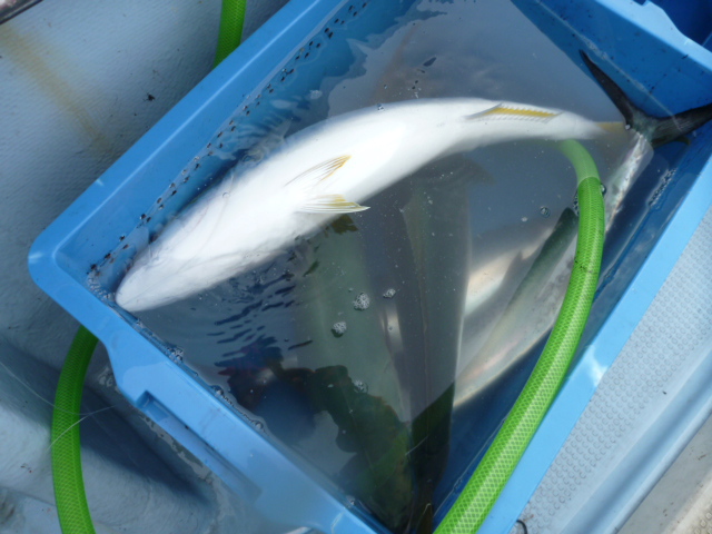 ～43浮遊目～