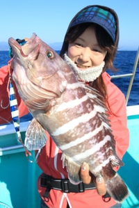マハタ。 2014/11/26 22:41:11
