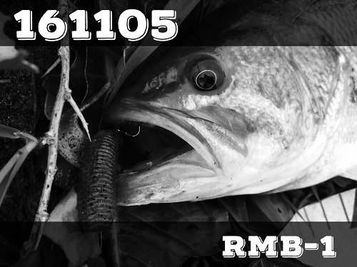 161105_利根川朝練_RMB-1