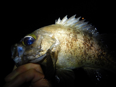 釣りが趣味 庄内メバル時合いで釣れ