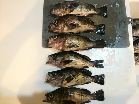 超高活性！！(ﾟﾛﾟ屮)屮