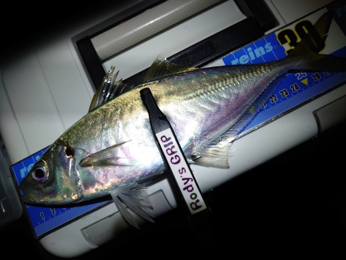 初釣り♪♪ 初釣り♪♪