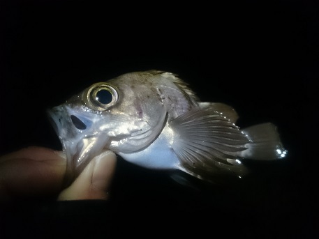 メバリング出撃♪