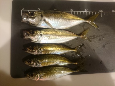 風に負けた・・・いや自分に負けた！！
