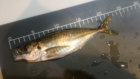 アジ？？ベイト？？探しランガン？？