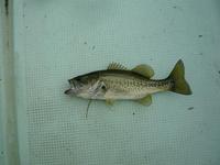 琵琶湖釣行 2008/06/16 17:37:22