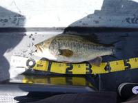 初バス捕獲成功！！ 2009/03/11 00:59:47