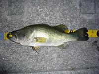 連結鉤爪の復讐 2009/05/27 23:59:20