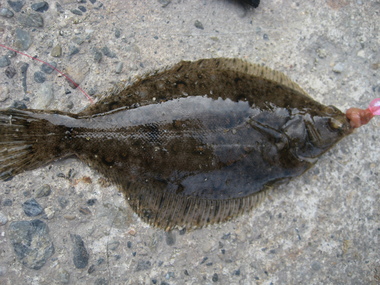 愛知県南知多町　豊浜漁港・中州漁港釣行記　2010/2/04