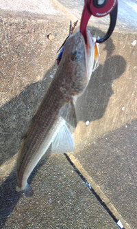謎の魚ゲット