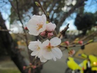 桜　2010 2010/03/18 20:14:17