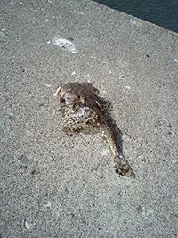 魚たちよ… 2009/04/04 19:09:28