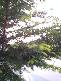 ビッグベイト＝ビッグフィッシュ？ 2009/06/03 17:49:39
