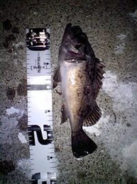 ナイト釣行！ 2009/06/05 21:50:11