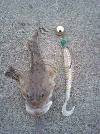 昨日の釣果・・・ 2009/09/29 13:26:22