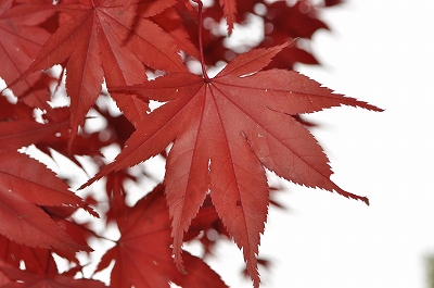 年内最後のいなかの風