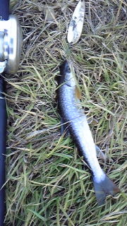 悔しい釣り。。。 2011/11/03 23:10:06