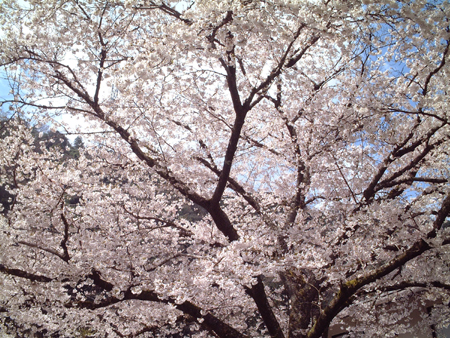 桜♪