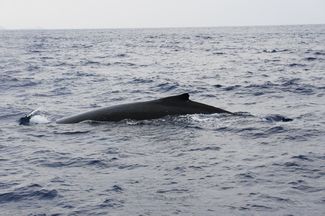 OKINAWA