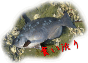 グレ武者の釣行紀 食い渋りグレを求めて