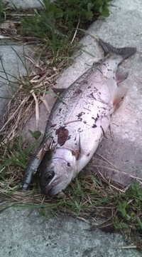 ぇ？へぇ〜。ｧｿｺ釣れるんだね(･ω･`) 2010/05/27 16:46:57
