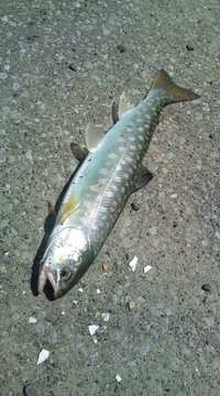 真っ昼間釣行(･∀･) 2010/06/06 22:14:59