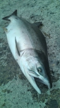 初物!!ゲッ〜っト(≧▽≦) 2011/08/17 21:04:15