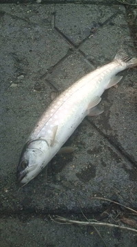 今ｼｰｽﾞﾝ初☆隣町河口へ！！ 2012/04/29 20:51:20