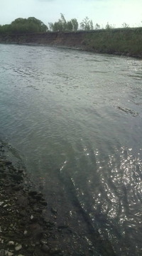 まさかの主か？虹鱒(≧▽≦) 2012/06/07 21:19:26
