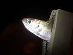 お盆は釣り
