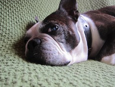 犬を飼ったと云うコト