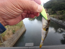 秋はメッキ１７