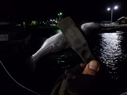 神の島で釣りをしてみれば